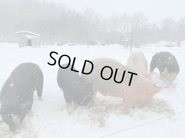 画像2: 【放牧豚】3ヶ月定期便セット 送料無料  (2)