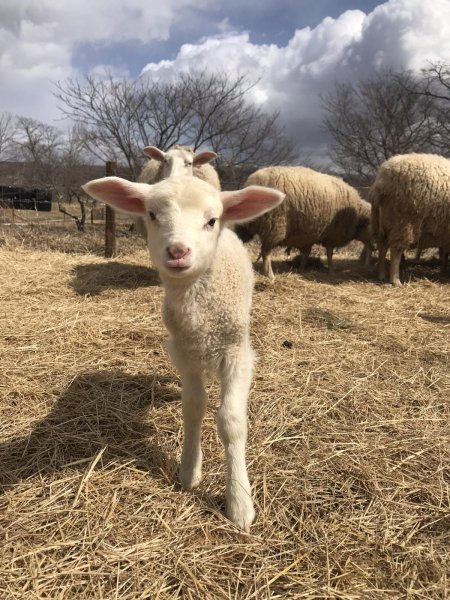 画像6: 期間・数量限定【フカフカ谷牧舎】羊乳のトム　セミハードチーズ　３ヶ月熟成 (6)