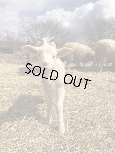 画像6: 期間・数量限定【フカフカ谷牧舎】羊乳のトム　セミハードチーズ　３ヶ月熟成 (6)