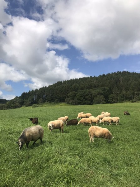 画像5: 期間・数量限定【フカフカ谷牧舎】羊乳のトム　セミハードチーズ　３ヶ月熟成 (5)