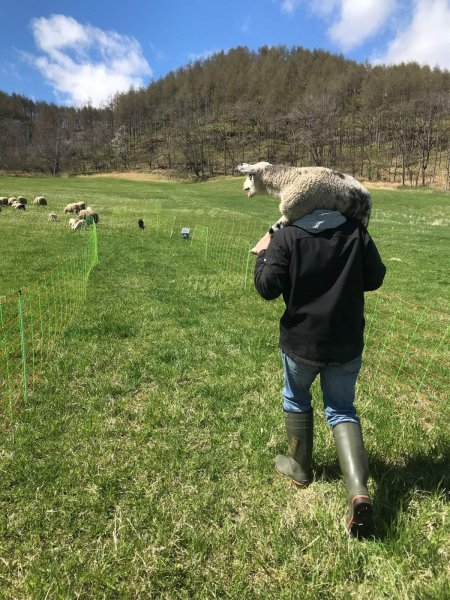 画像4: 期間・数量限定【フカフカ谷牧舎】羊乳のトム　セミハードチーズ　３ヶ月熟成 (4)