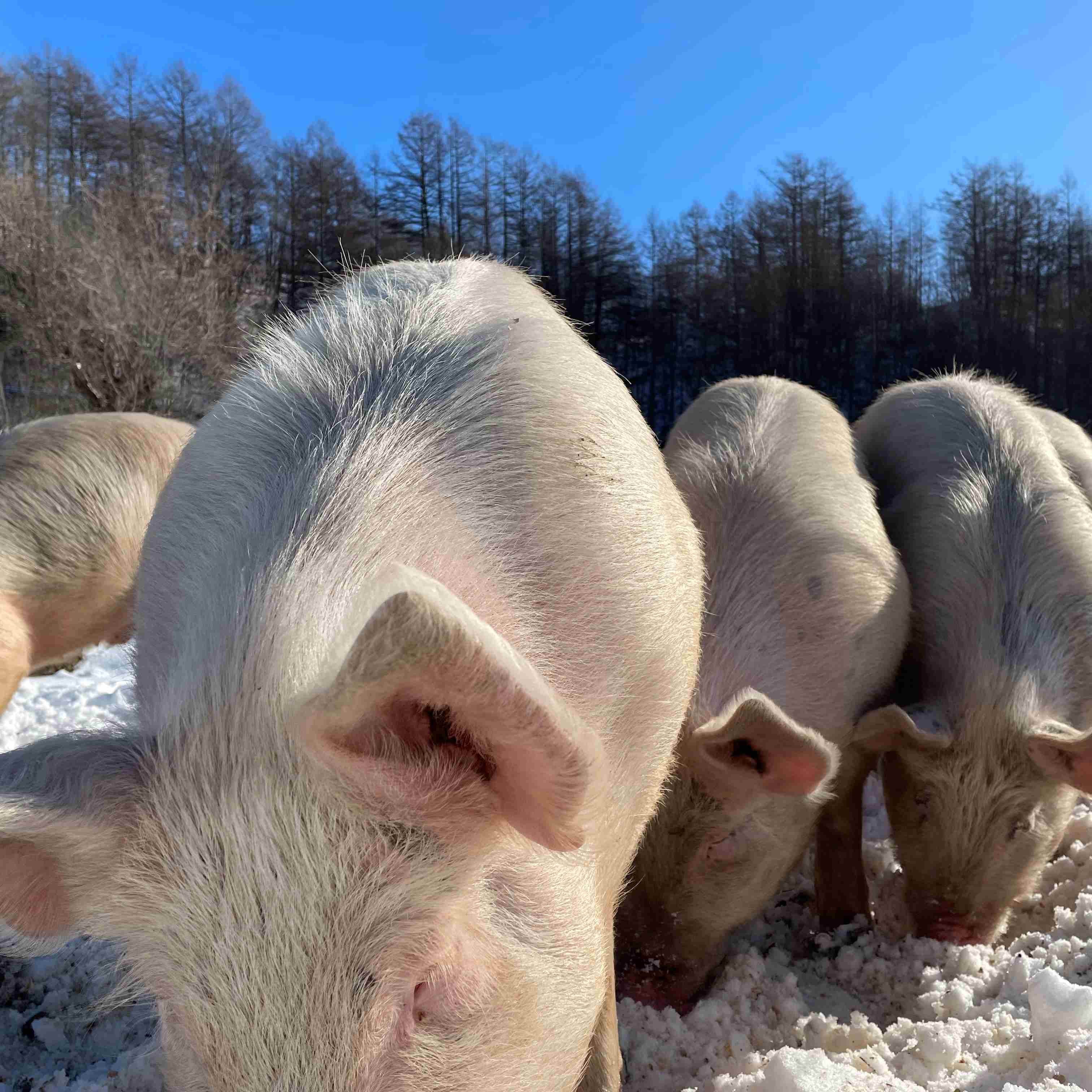 あけましておめでとうこざいます！！自然で無添加！！放牧豚しゃぶで暖まろう！