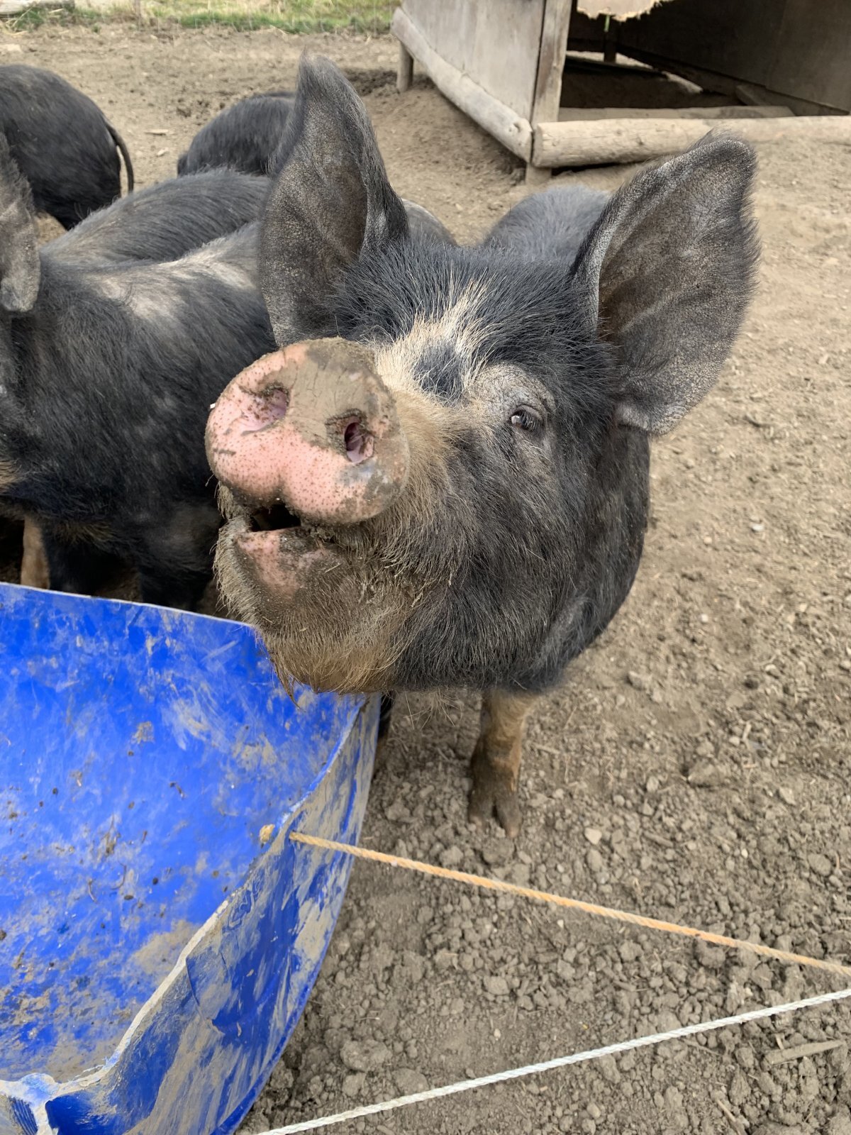 【STAFFブログ #1】放牧豚と暮らしはじめて