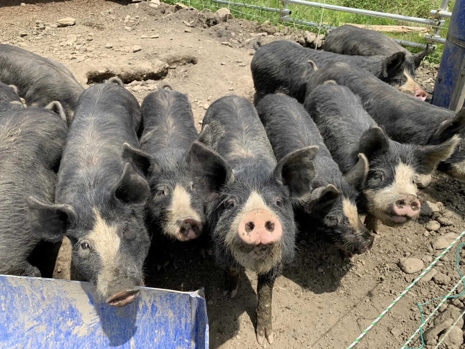 【入荷情報】今月のお肉入荷のお知らせ