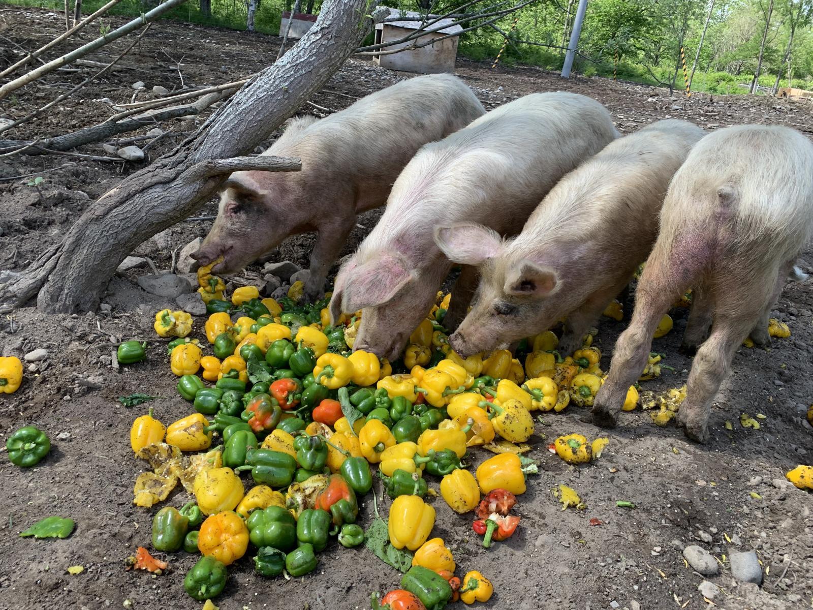 【入荷情報】夏野菜と一緒に楽しむ放牧豚。夏のごちそうに！