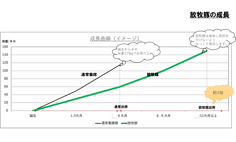 放牧豚の成長